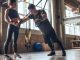 Fitness sektörü son yıllarda yalnızca spor salonlarıyla sınırlı kalan bir alan olmaktan çıkarak geniş bir hizmet ekosistemine dönüşmeye başladı. İnsanların sağlıklı yaşam, fiziksel görünüm ve kişisel gelişim konularına daha fazla önem vermesiyle birlikte fitness antrenörleri için yeni kariyer ve yatırım fırsatları ortaya çıkıyor. Geleneksel salon çalışmalarının yanında dijital platformlar, kişisel programlar ve özel danışmanlık hizmetleri, sektörde girişimcilik anlayışını güçlendiriyor. Konulu bir haber görseli.